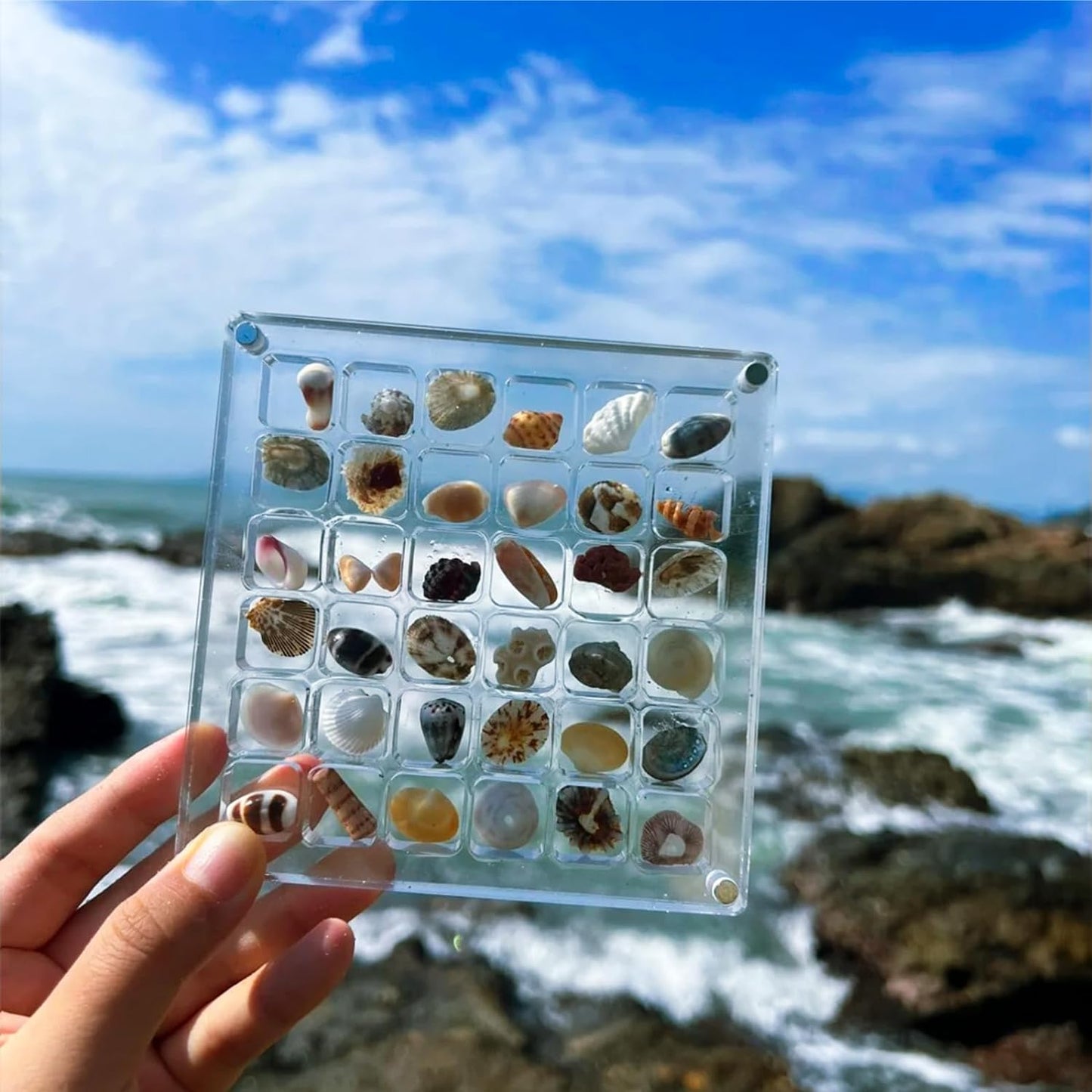 SeaShell Display Case